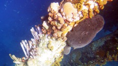 Brown Clustered Tube and Black Ball Sponge