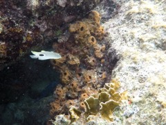 Brown Clustered Tube Sponge