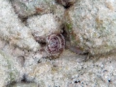 Brown Fanworm