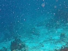 Comb Jellyfish