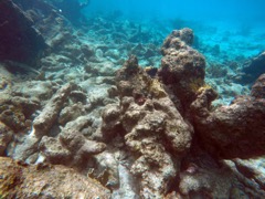 Common Octopus (see him in the middle of the rock?)