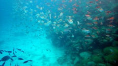 Creole Wrasse              Sergeant Major              Brown Chromis