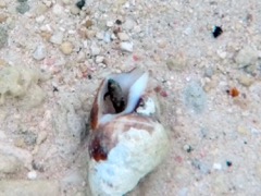 Darkheaded Blenny Male (3/4