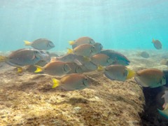 Doctorfish (6