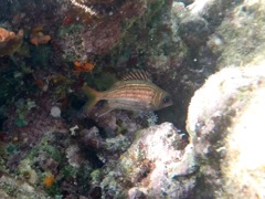 Duskey Squirrelfish (4