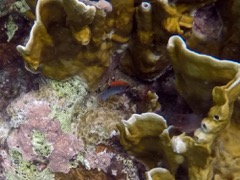 Dusky Damselfish Juvenile (1