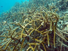 Elkhorn Coral