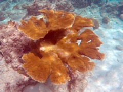 Elkhorn Coral