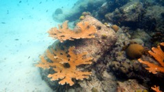 Elkhorn Coral