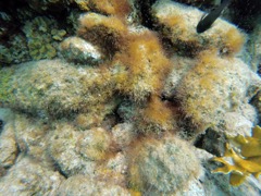 Encrusting Gorgonian