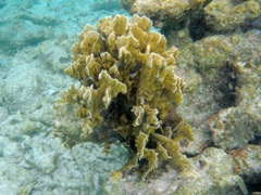 Fire Coral