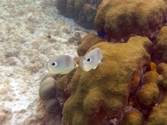 Four eyes butterflyfish (4