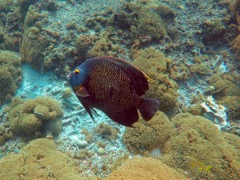 French Angelfish (12