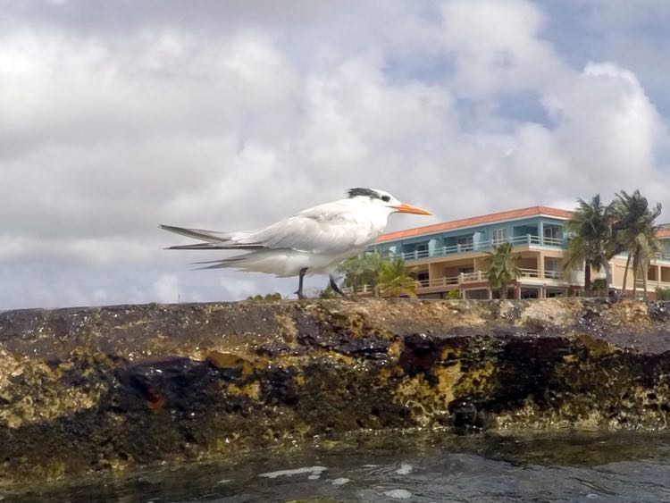 Royal Tern