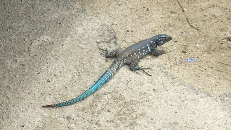 Blue Whiptail Lizard (12