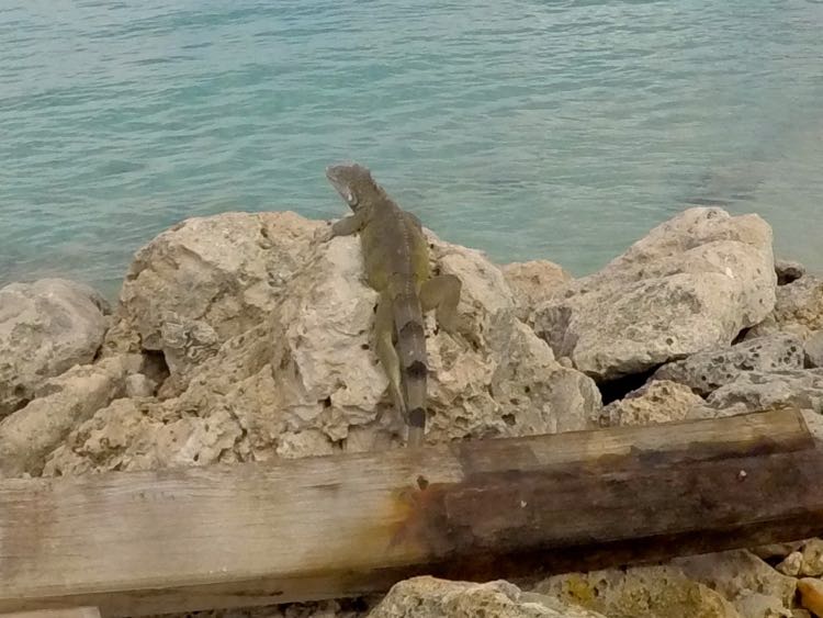 Iguana