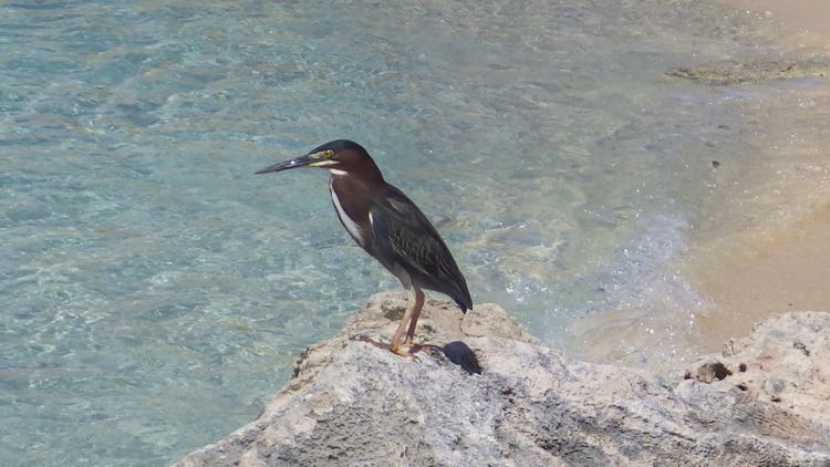 Green Heron