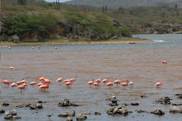 Flamingos