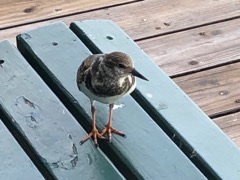 Ruddy Turnstone 