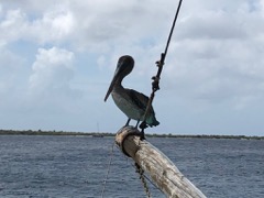 Brown Pelican