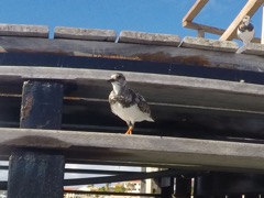 Ruddy Turnstone (Arenaria interpres)