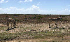 Local Donkeys