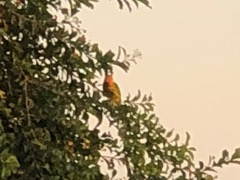 Yellow-shouldered Parrot