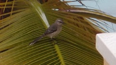 Gray Kingbird