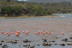 Flamingos