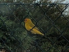 Saffron Finch 