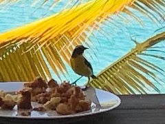 Bananaquit