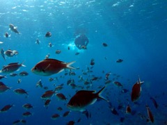 SharonFish through Brown Chromis