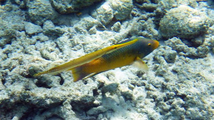 Trumpet and Spanish Hogfish