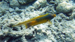 Trumpet and Spanish Hogfish