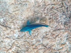 Trumpet with Queen Parrotfish