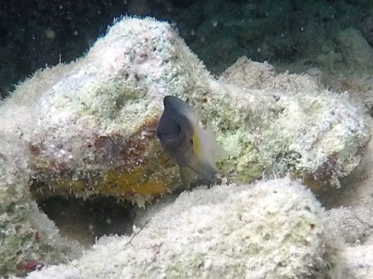 Bicolor Damselfish (1.5