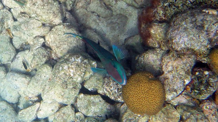 Stoplight PArrotfish (12