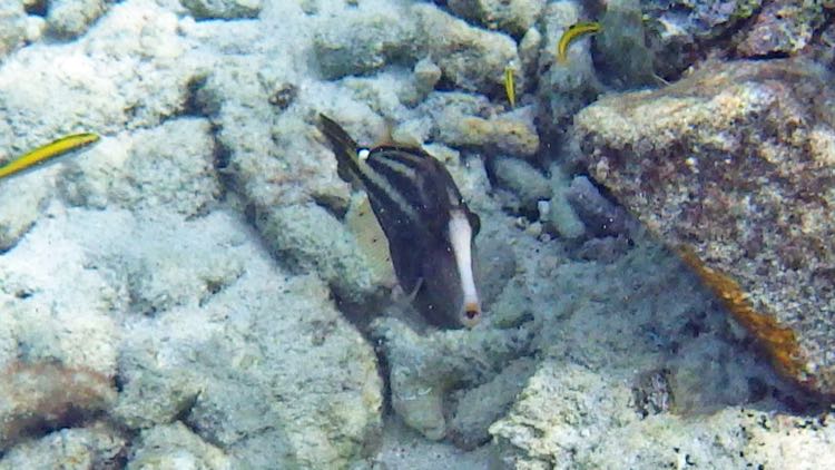Orange Spotted Filefish (8