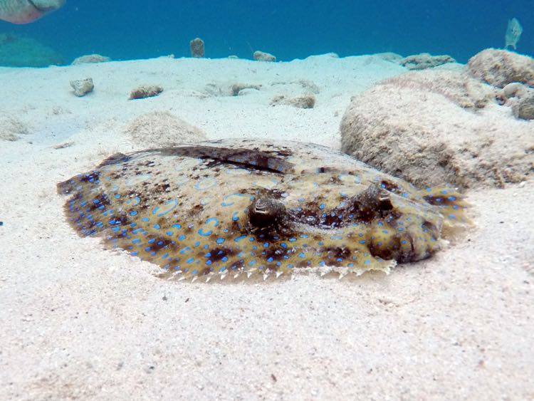 Peacock Flounder (18