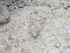 Sand Diver (10