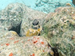 Smooth Trunkfish (4