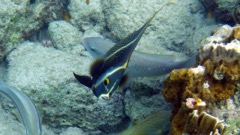 French Angelfish Intermediate (6