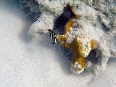 French Angelfish Juvenile (1