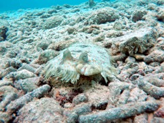 Peacock Flounder (15