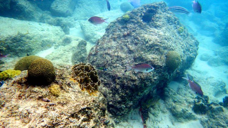 Den Laman Brown Chromis