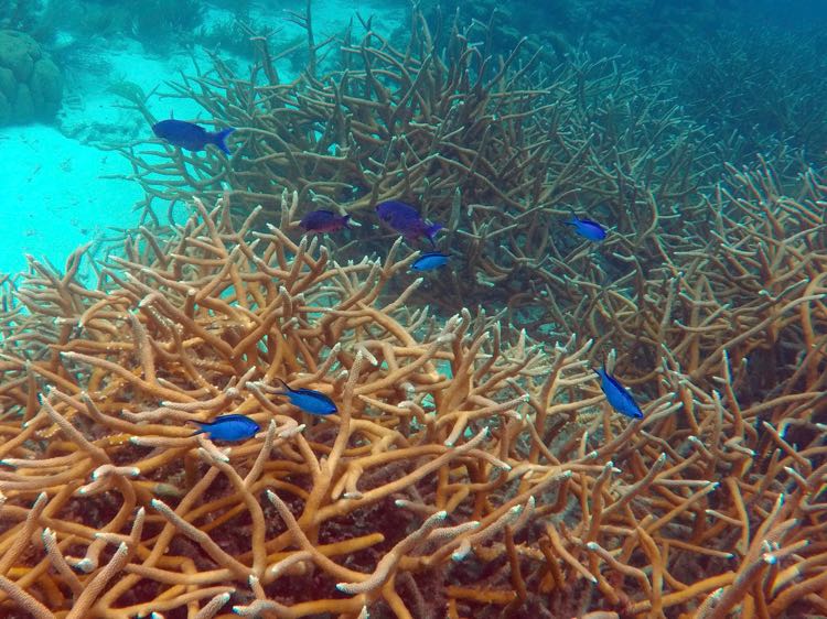 1000 Steps Creole Wrasse and Chromis