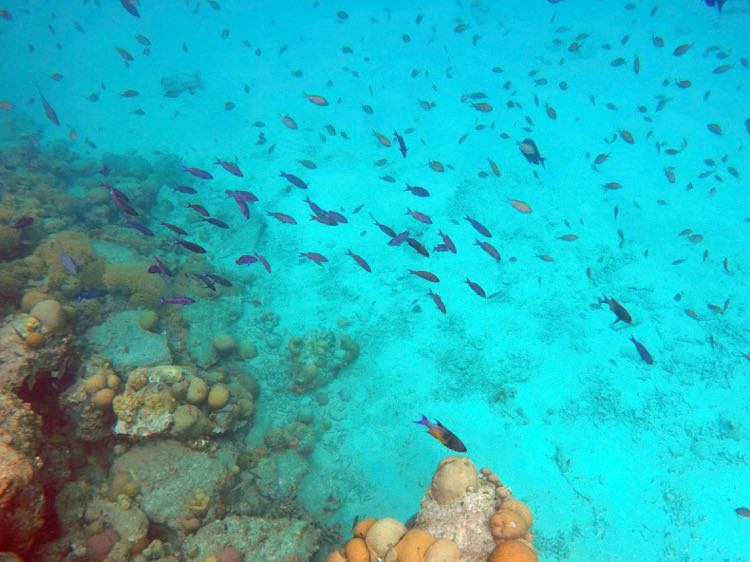 Harbour South Creole Wrasse