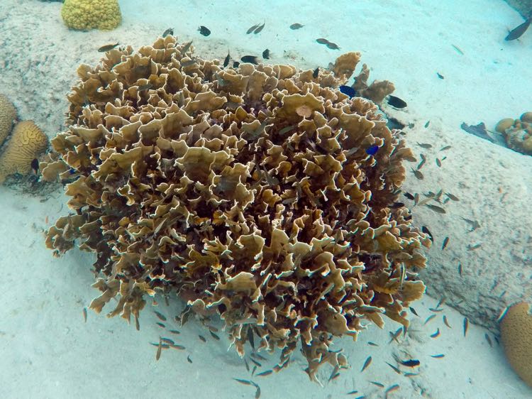 Harbour South Fire Coral Community