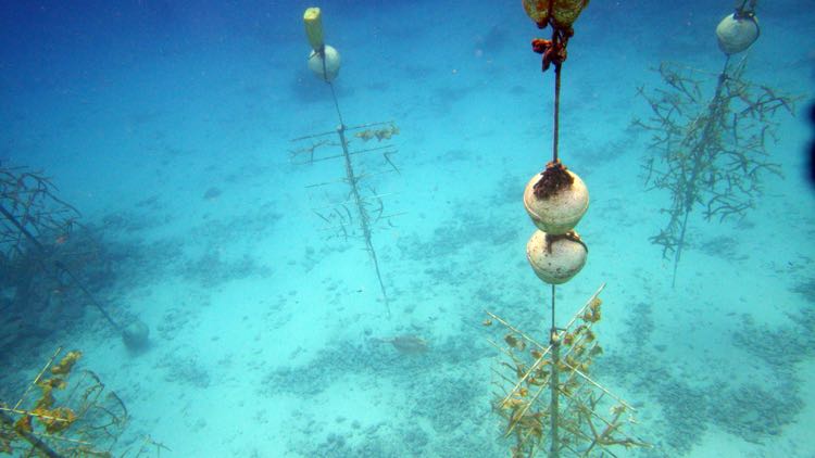 Harbour Villiage Coral farm