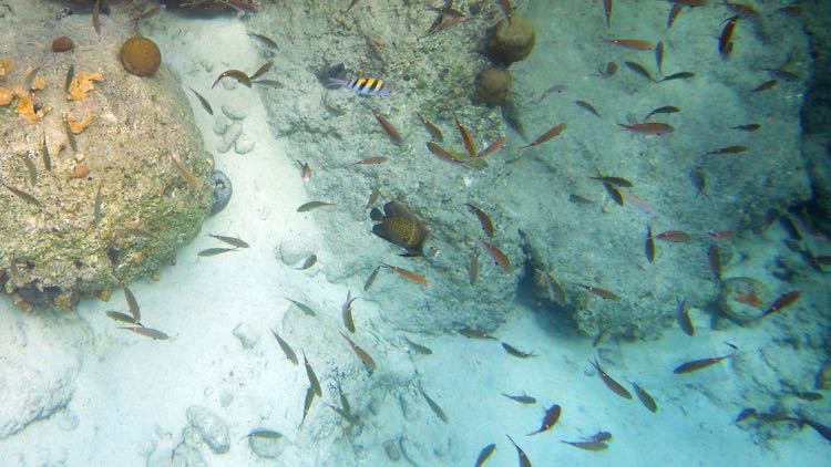 Harbour Villiage French Angelfish with Brown chromis